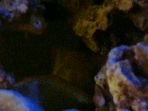 Pics of my RSM