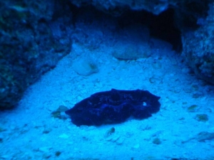 clam21