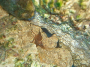 pepperment_shrimp