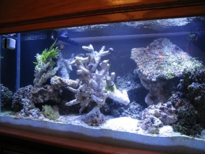 My Aquarium