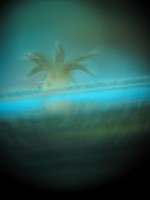 thing