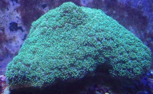 galaxy_05-11-08_sm