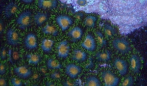 blue_grn_zoa_06-17-08