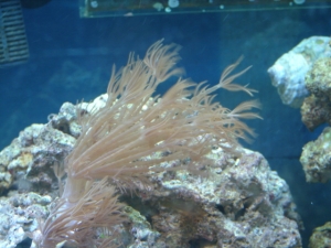 Xenia