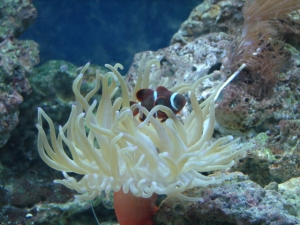 Pink Tipped Anenome and Maroon Clown