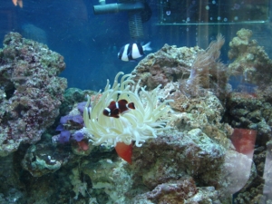 Anenome and friends