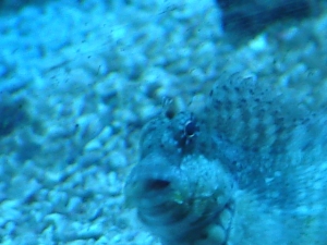 B, B, B Blenny and the Jetsssss.......