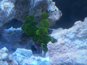 Macroalgae