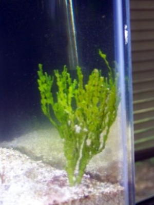 Macroalgae