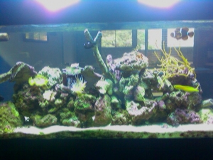 Kedron's tank
