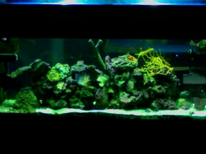 Kedron's tank