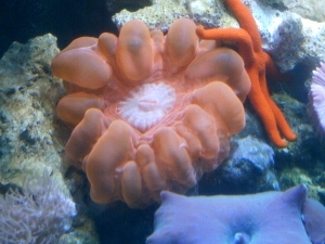 My corals