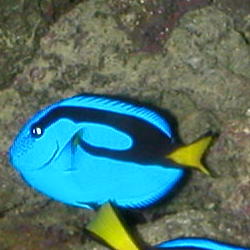 tang