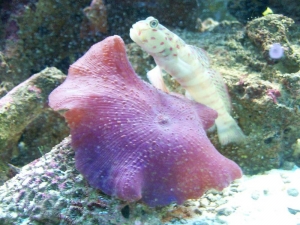 goby and mushroom