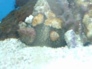 DSCF00891