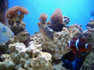 DSCF00961