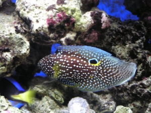 Marine Betta