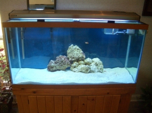 Arden Courts Reef