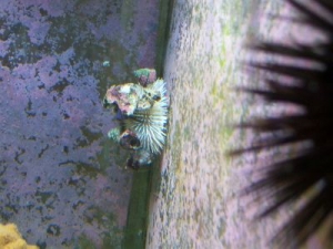 My urchins.