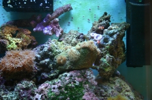 My Tank