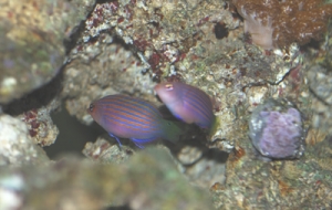 Wrasse_pair