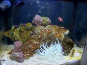 biocube