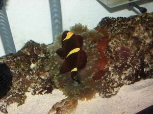 New Entacmaea Quadricolor Anemone