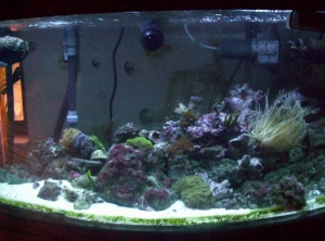 aquarium2