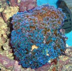 dscf00712