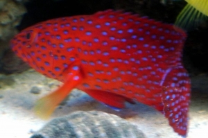 Miniatus grouper