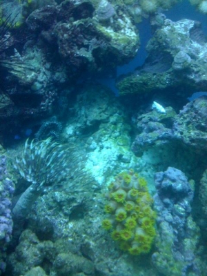 Sun Coral