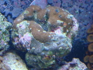 Christmas Tree Rock
