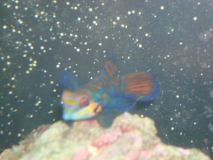 AWESOME GOBY