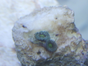 Green Zoanthid Frag