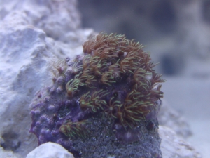 GSP Frag
