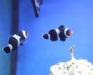 Black Ocellaris Pair