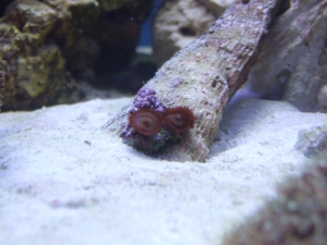 Maroon Zoanthid Frag