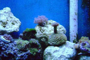 assorted corals