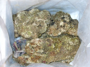 rocks