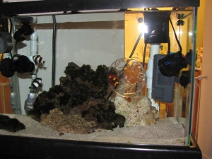 coral11