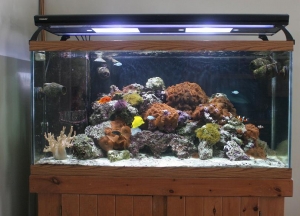 90 gallon tank photo's