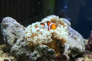 90 Gallon photo's