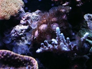 my 30gal bow