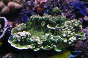 sps in my tank