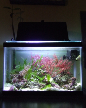 Mantis/ macro tank