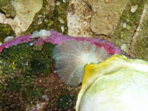DSCF3568