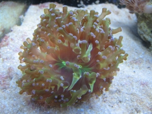 Old frogspawn 1