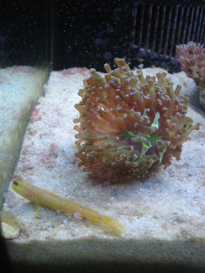 Old frogspawn 2