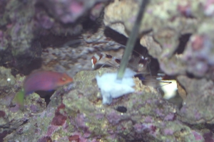 Six Line and Coral shrimp share a bit of table shrimp