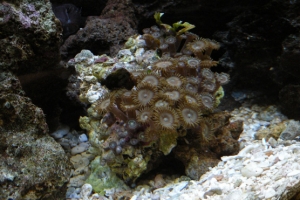 new rock of zoos March 09